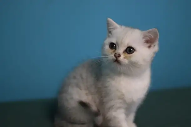 Шотландские котята, фотография 5