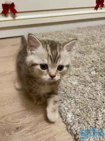 Шотландские мальчик скоттиш страйт и девочка скоттиш фолд, фотография 5