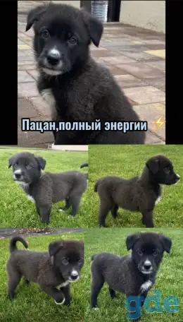 Щенки бесплатно, фотография 3