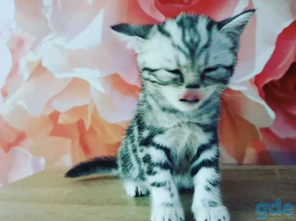 Шотландские котята, фотография 7
