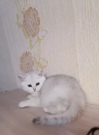 Британский котёнок, фотография 1