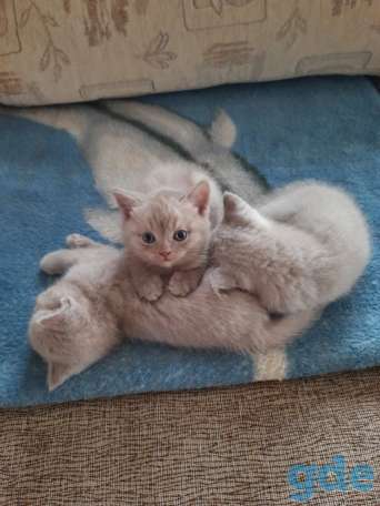 Котята, фотография 2