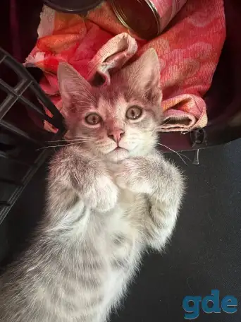 Котенок в дар, фотография 2