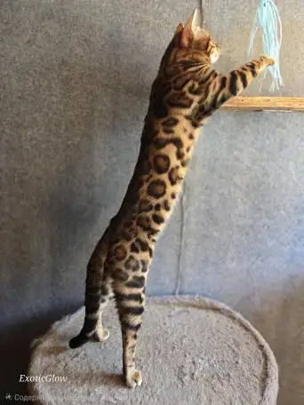 Вязка бенгальских кошек, фотография 2