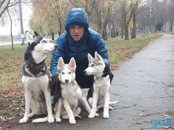 щенки сибирского хаски, фотография 1