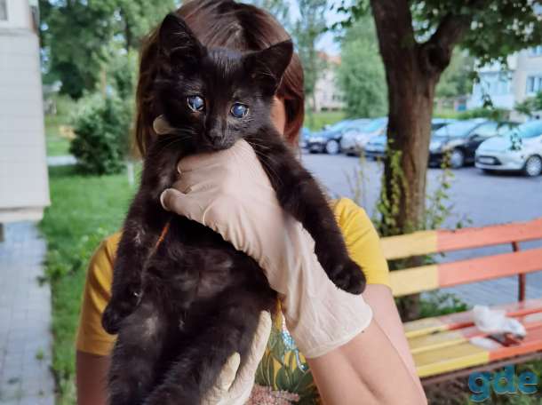 Котенок Анфиса ищет дом!, фотография 1