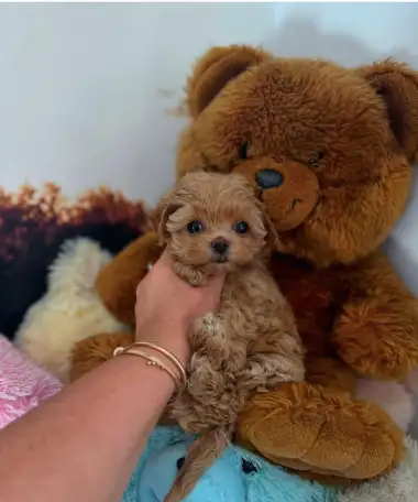 мини мальтипу ф1 девочка и мальчик  maltipoo f1 girl, фотография 13