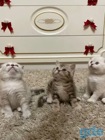 Шотландские мальчик скоттиш страйт и девочка скоттиш фолд, фотография 2
