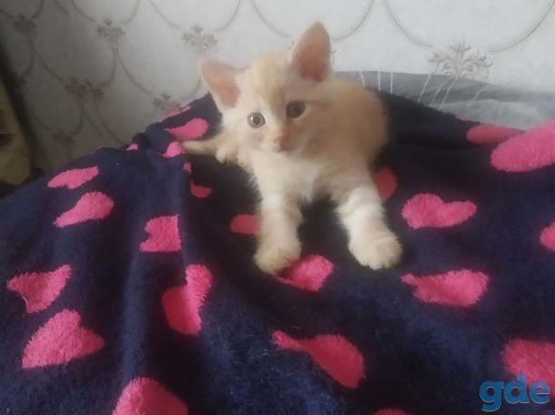 Котята, фотография 1