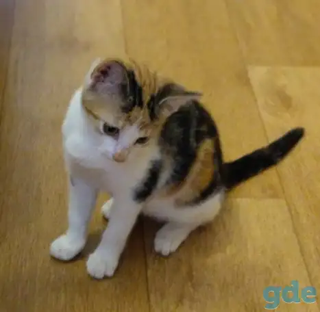 Котёнок ищет дом!, фотография 5