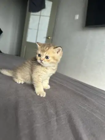 Котята шотландские окрас золотая шиншилла, фотография 3