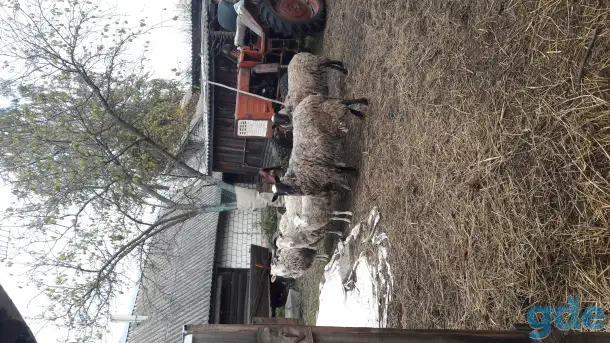 Продам овец и барана, фотография 3