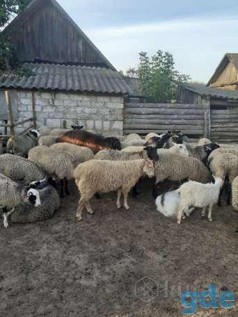 Продажа овец, фотография 1