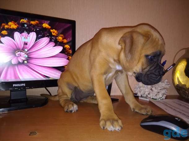 Немецкий боксер, фотография 8