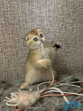 Шотландская кошечка, фотография 7