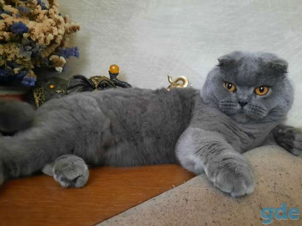 Шотландская кошечка, фотография 2