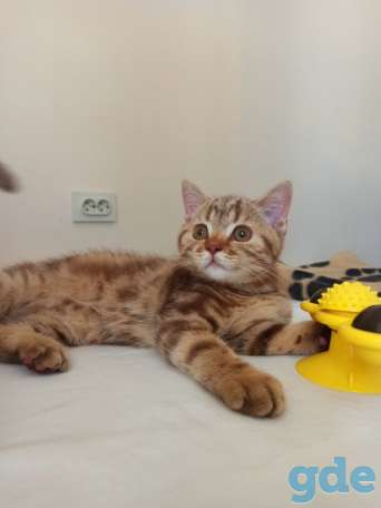 Шотландский котенок Циннамоновый мрамор, фотография 2
