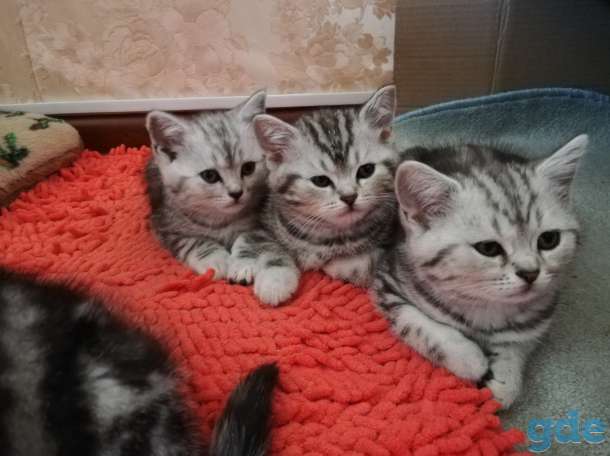 Шотландские котята, фотография 2