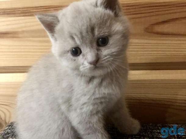 Продажа британских котят, фотография 2