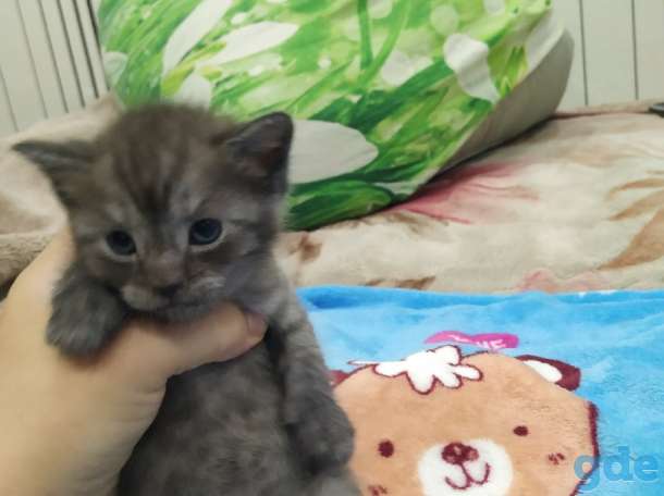 шотландские котята короткошерстные прямоухие, фотография 1