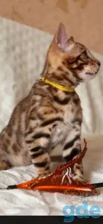 Бенгальские котята, фотография 5
