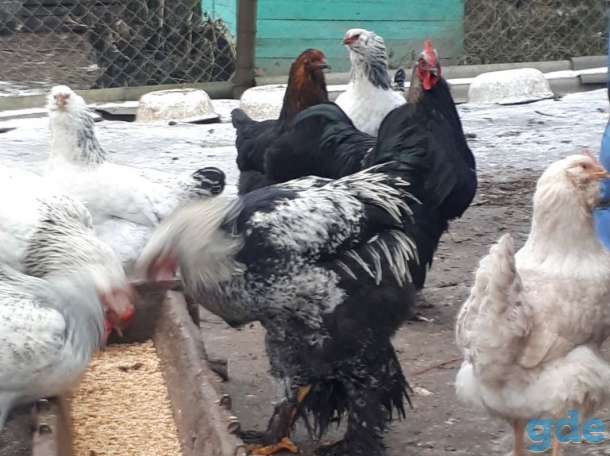 Продам молодых петухов породы Брама, фотография 4