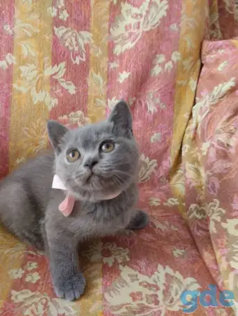 Шотландские котята, фотография 2