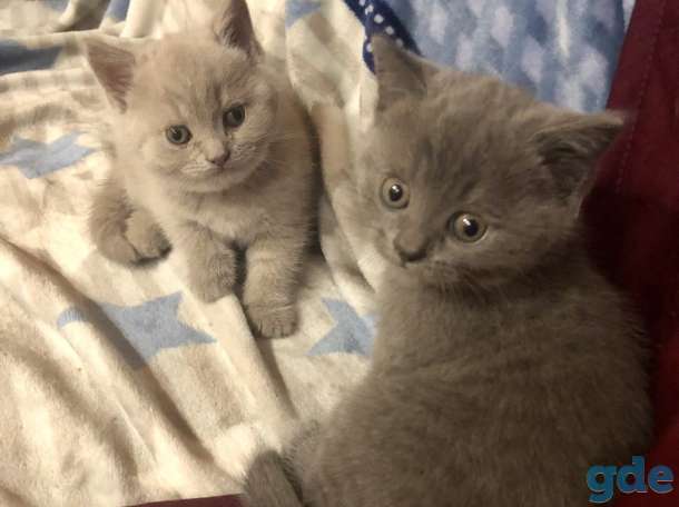 Продажа британских котят, фотография 4