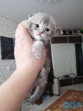 Котята, фотография 5
