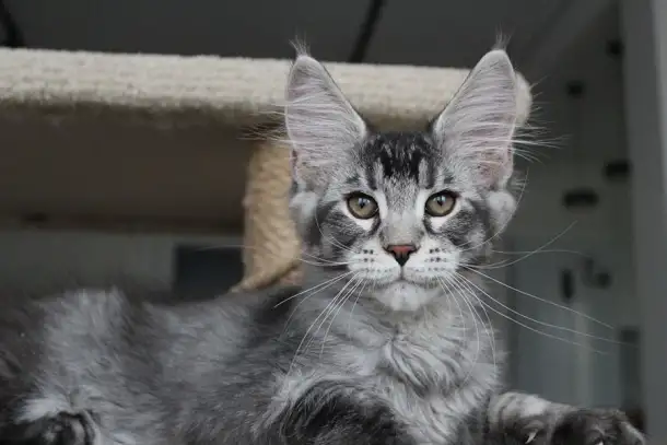 Котёнок мейн кун!, фотография 1