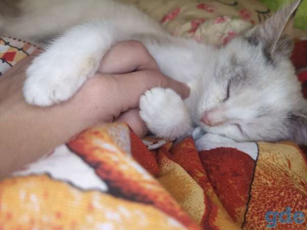 Котенок ищет дом, фотография 2