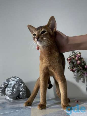 Абиссинский котенок, фотография 2