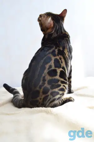 Угольный бенгальский котенок подрощенный, фотография 10