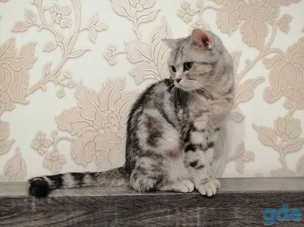 Шотландские породистые котята, фотография 8
