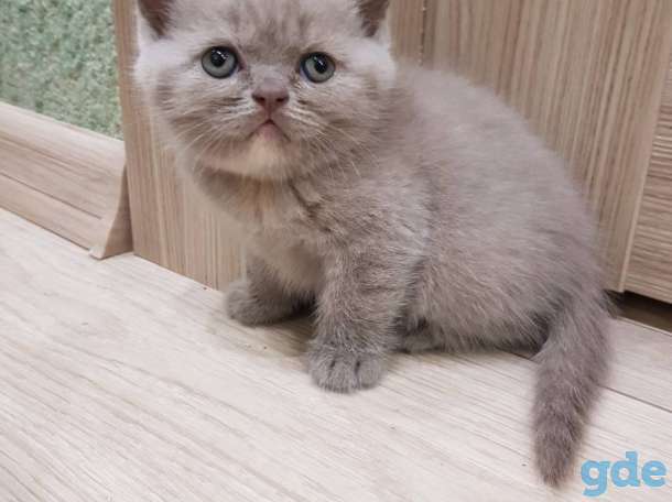 Шотландские котята, фотография 7