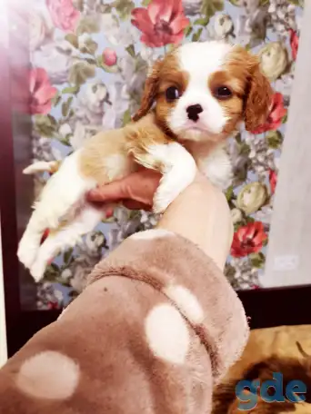 Шикарные щенки Кавалер Чарльз Кинг спаниель, фотография 4