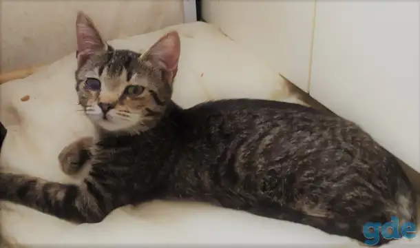 Котята в дар, в добрые руки, фотография 8