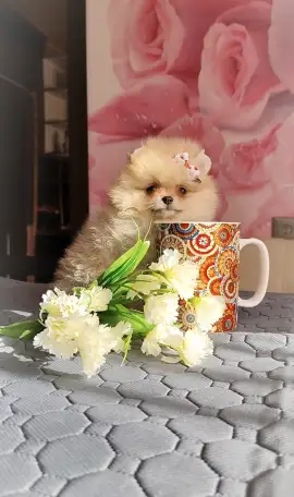 Померанский шпиц, щенки. Мини мишки, фотография 5