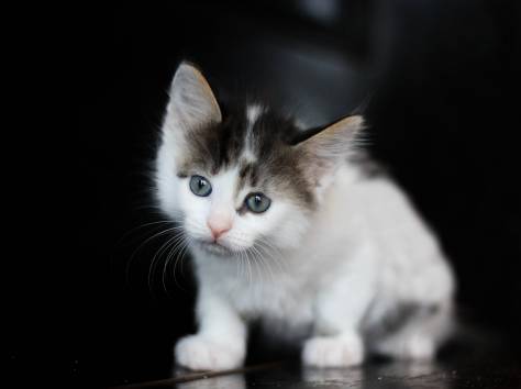 Маленькие котята разного окраса в дар., фотография 3