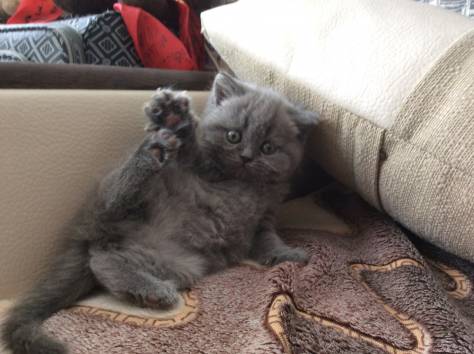 Британские котята, фотография 2
