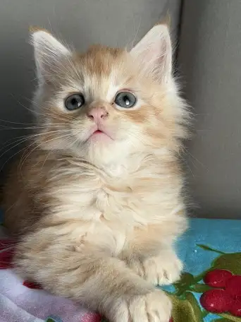 Котята Мейн-кун, фотография 6