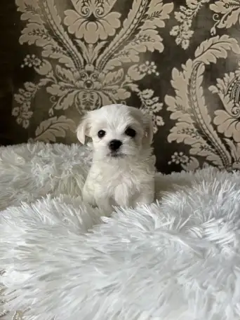Мальтийская болонка мини, фотография 3