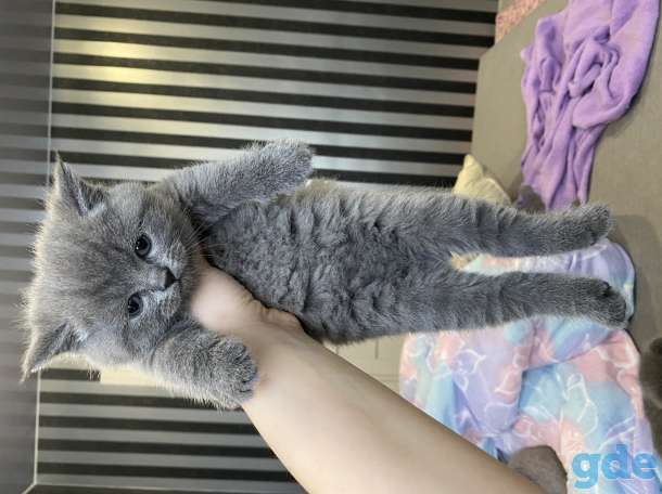 Продам шикарных британских котят, фотография 9