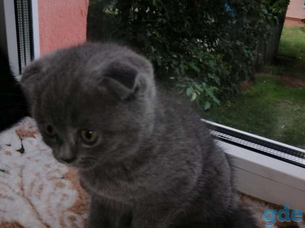 Продам котят, фотография 3