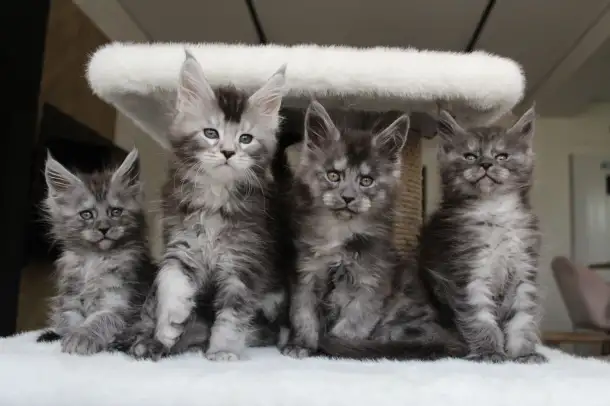 Котята мейн-кун!, фотография 1