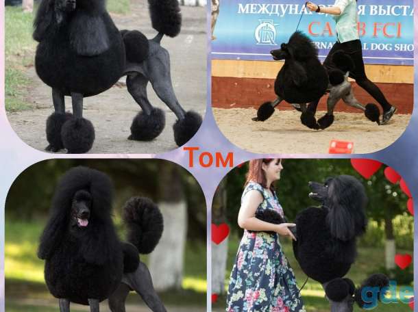 Королевские Пудели, фотография 7