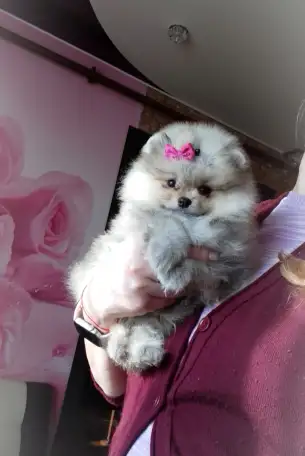 Померанский шпиц, щенки. Мини мишки, фотография 1
