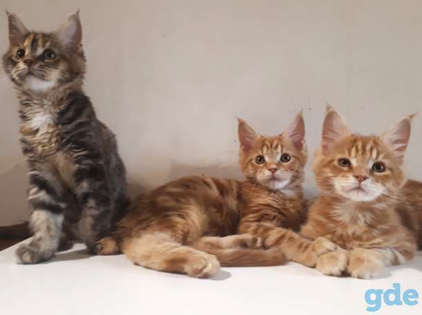 Котята Мейн КУН, фотография 3