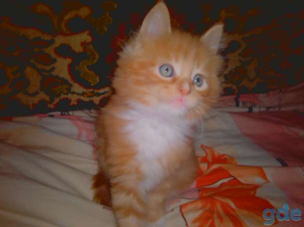 котята мейн кун, фотография 6