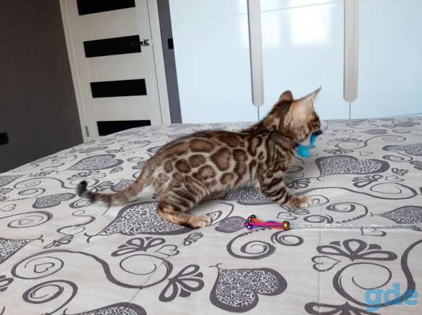 Бенгальский котёнок, фотография 4